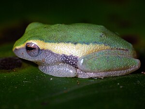 Lateral view