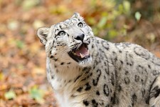 Snow leopard (Panthera uncia)