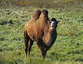 Oliver the Bactrian Camel, Ferrisburgh, Vermont, October 2015