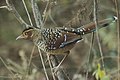 Spotted Laughingthrush in Sarmoli Village