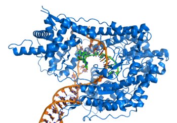 Ribbon diagram showing T7 RNA polymerase (blue) making messenger RNA (green) based on a DNA template (orange)