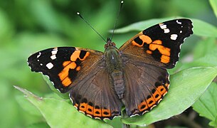 Vanessa indica, Indian red admiral