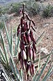 Yucca baccata