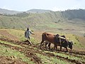 A farmer ploughing at Haddush Addi.