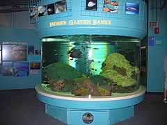 Part of the Caribbean reef exhibit.