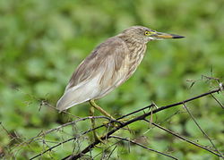Pond Heron spotted at Kavalam