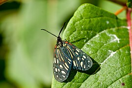 Campylotes maculosa