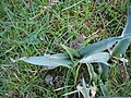 Colchicum hungaricum leaves