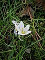 Colchicum hungaricum