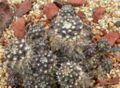 Copiapoa humilis