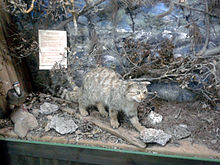 This image depicts a naturalized wildcat known as Felis silvestris cretensis. It's a small carnivorous mammal with a slender body, short legs, and a bushy tail. Its fur appears to be a mix of gray and brown tones, providing effective camouflage in its natural habitat. The wildcat’s eyes are alert, and it seems to be observing its surroundings in this reconstructed scene for public exhibition..