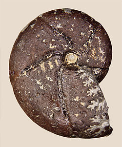 Fossil of the Early Jurassic ammonoid Holcophylloceras calypso