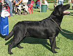 A black Labrador Retriever at a conformation show