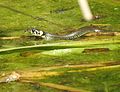 Grass snake in a pond in the nature resort in Zell am See, Salzburg (state), Austria.