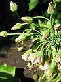 Allium siculum