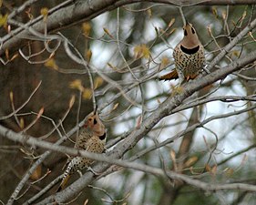 Two males in a territorial display during spring