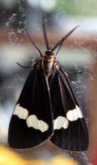 Magpie Moth Nyctemera annulata taken in Point England, Auckland.