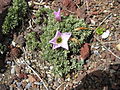 Oxalis adenophylla