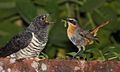 Image 25A red-chested cuckoo chick being feed by a significantly smaller Cape robin-chat adult (from Community (ecology))