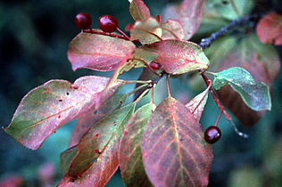 Western chokecherry leaves and berries