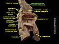 Middle pharyngeal constrictor muscle