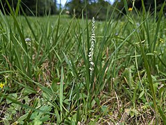 Spiranthes spiralis