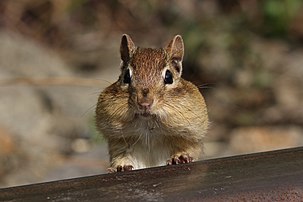 Eastern chipmunk with filled cheek pouches, Cap Tourmente National Wildlife Area, Quebec, Canada