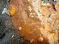 Yaquina Bay Bryozoa