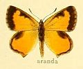 阿兰乐灰蝶 Aloeides aranda