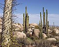 Image 16Flora of Baja California desert, Cataviña region, Mexico (from Ecosystem)