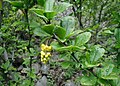 Berberis vulgaris, flowers and foliage, cultivated in Denmark