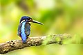 Blue-eared Kingfisher