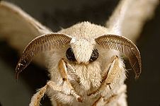Silkworm (Bombyx mori)