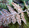 Cheilanthes covillei