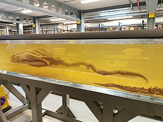 Head and limbs of a colossal squid displayed on a submerged plexiglass shelf next to the "Archie" giant squid specimen (tentacular club thereof visible to right) as part of the Spirit Collection Tour at London's Natural History Museum (NHM)[34] (see also view from proximal end)