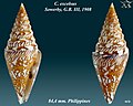 Conus excelsus Sowerby, G.B. III, 1908