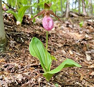 Cypripedium acaule