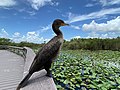 A double-crested cormorant on a railing