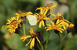 on Ligularia dentata, Mount Ibuki, Shiga prefecture, Japan.