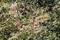 美国白蛾啃食过的叶槭