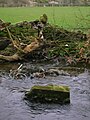 The remains of an old footbridge across the Annick Water.