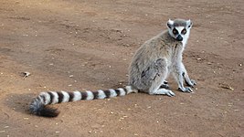 Ring-tailed lemur (Lemur catta)