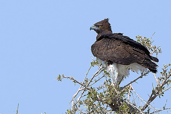 Martial Eagle (Polemaetus bellicosus) near Okaukuejo in Etosha