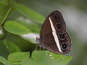 Ventral view