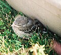 Baby Northern Mockingbird.