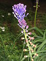 Leopoldia comosa close-up