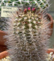 Neoporteria wagenknechtii