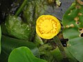 Nuphar lutea