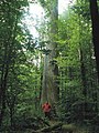 Trunk of the oak File:Oak in Bialowieza3('Tsar' Oak).jpg