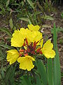 Oenothera fruticosa subsp. glauca